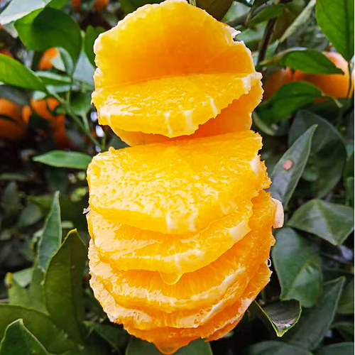 味甜浓香 多汁现摘 新鲜老品种麻阳冰糖橙  惊喜礼包混装直播秒杀