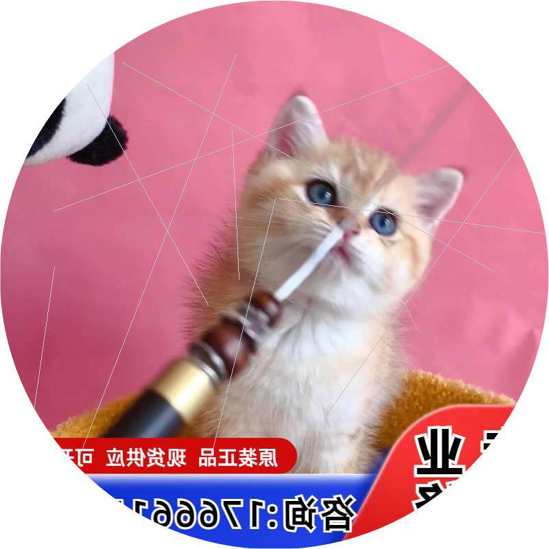 议价金渐层短毛弟弟。性格非常好。脸版适用