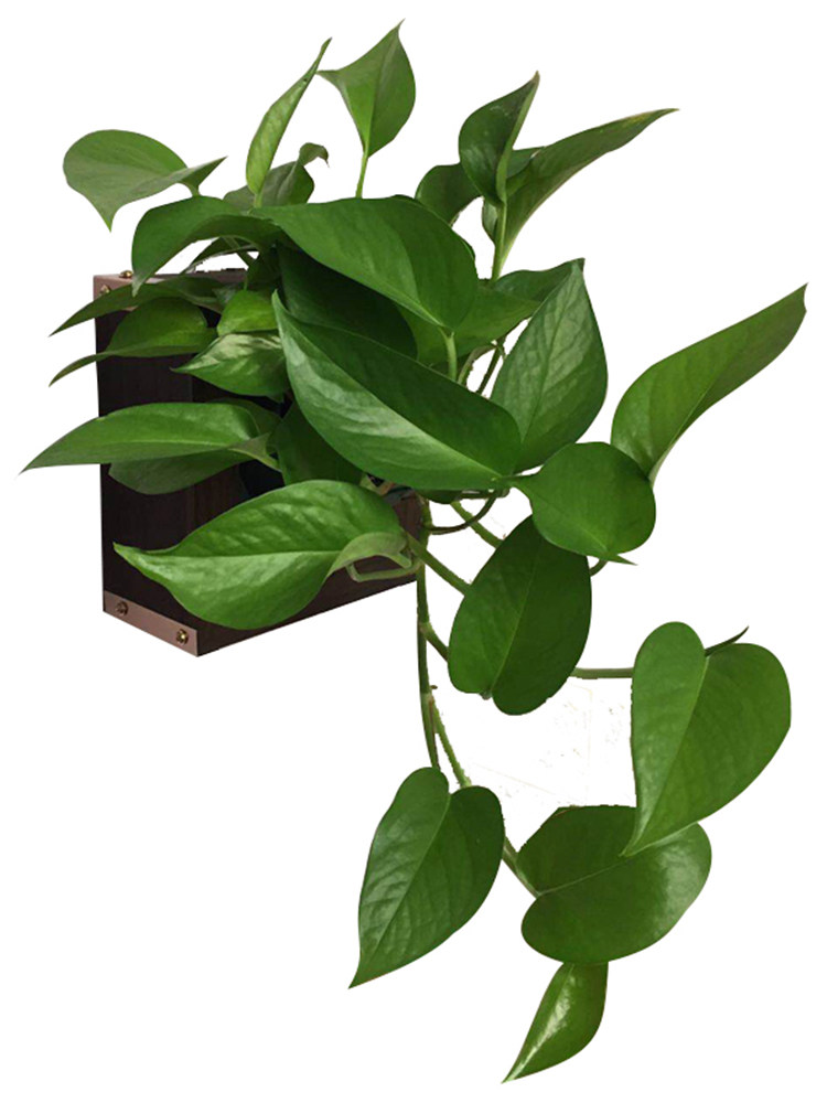 鹿角蕨挂板相框真绿植墙花架墙壁植物挂墙挂壁吸水壁挂式绿萝花u.