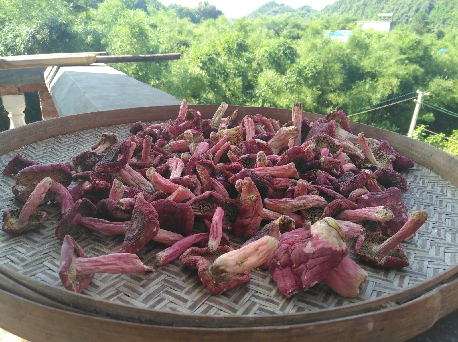 木双镇天然红菌广西野生红菇梧州特产红椎菌坐月子干货250克包邮