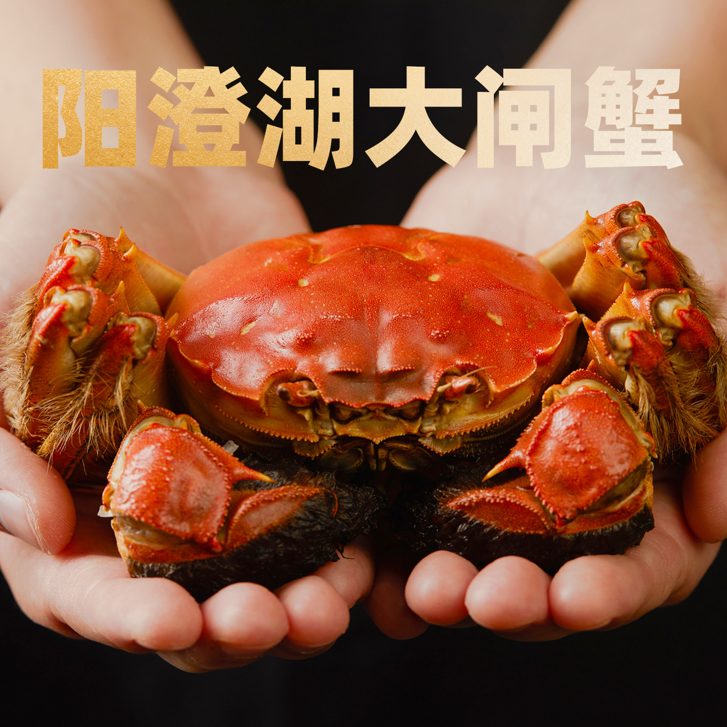 正宗阳澄湖大闸蟹礼盒螃蟹鲜活大闸蟹3两全母蟹大闸蟹官方旗舰店