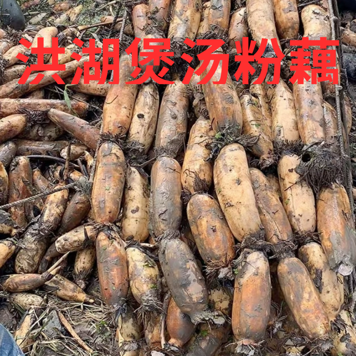 洪湖莲藕湖北特产新鲜粉藕煲汤粉糯炖汤藕糯米藕九孔藕野藕包邮