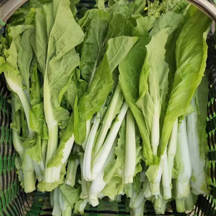 农家新鲜现摘3斤装白菜苔新鲜现发湖北特产武汉打霜大白菜薹油菜,水产肉类/新鲜蔬果/熟食,叶菜类,淘宝优惠券,粉丝福利购,淘宝优惠卷