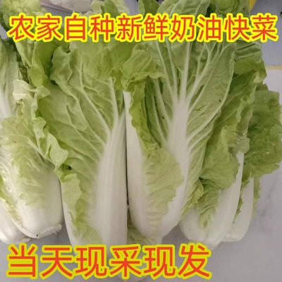 农家肥自种新鲜快菜奶油菜杭白菜小白菜绿叶蔬菜青菜现割现发包邮