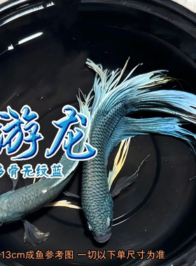 中国无纹蓝游龙斗鱼新手
