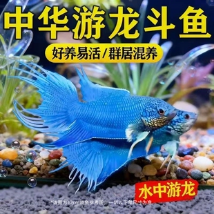 中国斗鱼游龙活体冷水淡水观赏鱼新手养鱼自来水好养耐寒小鱼懒人