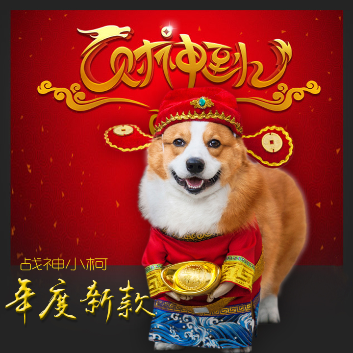 【战神小柯】狗狗变身财神装 独家原创柯基法斗比熊腊肠边牧金毛