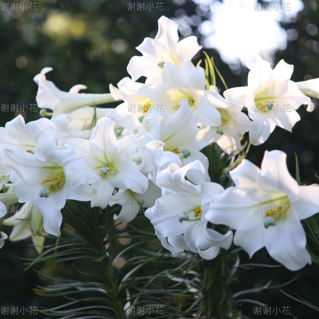 谢谢小花 菲律宾百合 多年生耐热芳香切花花园花卉盆栽地栽植物