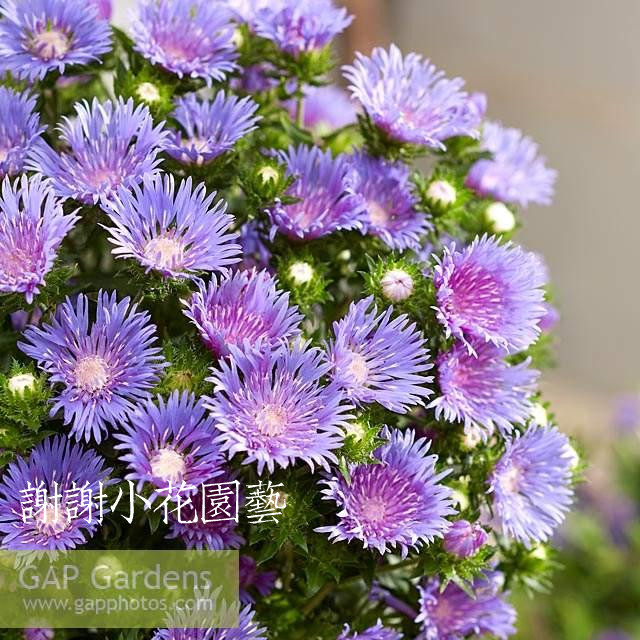 谢谢小花 琉璃菊 蓝紫色花朵 多年生 宿根耐半阴耐热耐寒盆栽植物