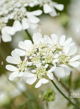 谢谢小花 奥莱芹 白色蕾丝大阿米芹切花耐寒春天爆花好养盆栽植物