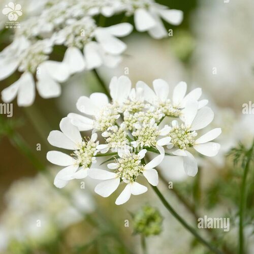 奥莱芹蕾丝耐寒春天爆花好养盆栽