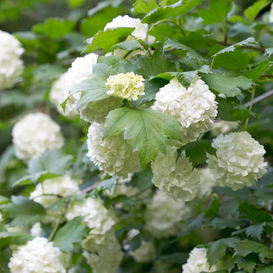 谢谢小花 欧洲木绣球 玫瑰 多年生灌木盆栽植物 耐热耐寒花园庭院