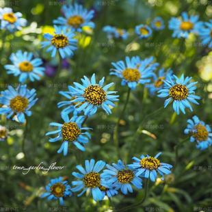 耐热耐寒阳台盆栽花园地栽植物 原生小菊 谢谢小花 翠鸟雏菊