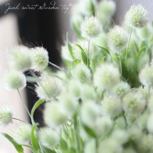 谢谢小花 兔尾巴草 观赏草花园阳台趣味花卉耐寒干花切花盆栽植物