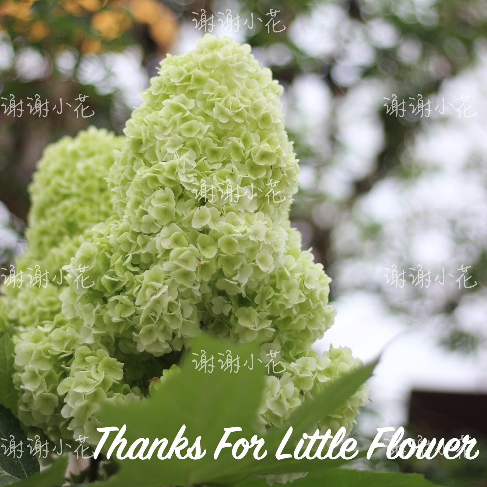 谢谢小花 栎叶绣球 和声 哈曼尼 多年生花卉耐热耐寒灌木盆栽植物