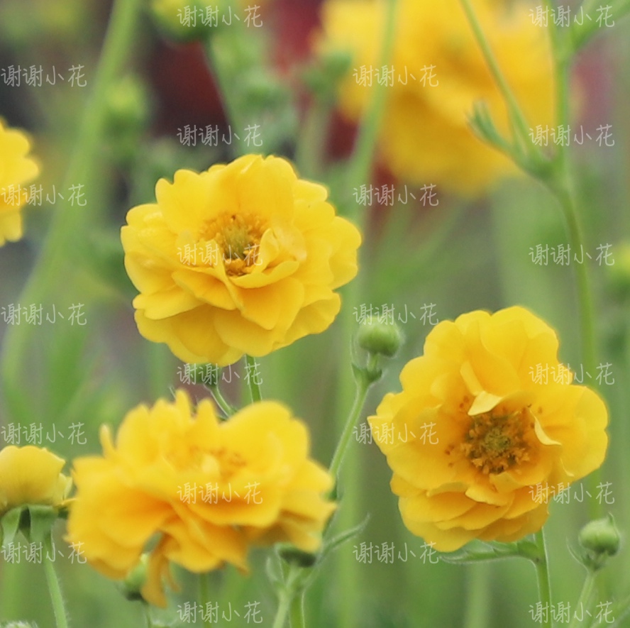 谢谢小花 水杨梅 日出 重瓣 多年生阳台耐寒耐热好养花卉盆栽植物