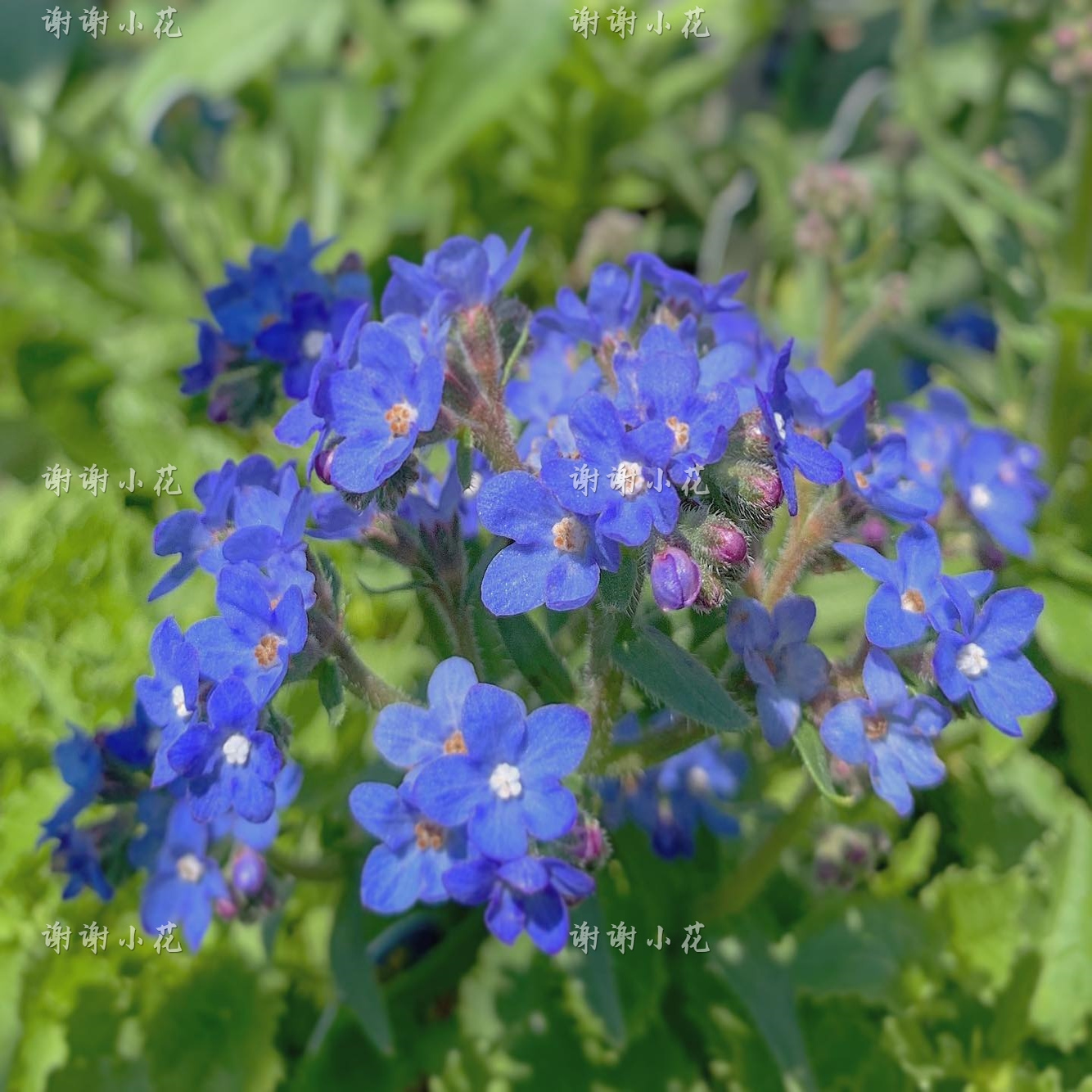 谢谢小花 南非牛舌草 蓝色花朵 耐寒耐阴阳台花园盆栽花卉植物