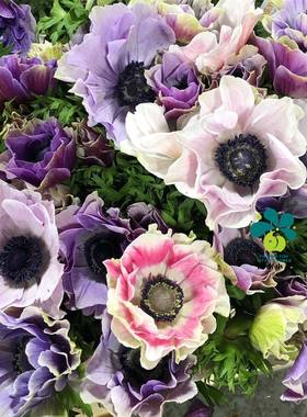 谢谢小花 意大利银莲花 多色多年生种球花卉球根耐寒阳台盆栽植物