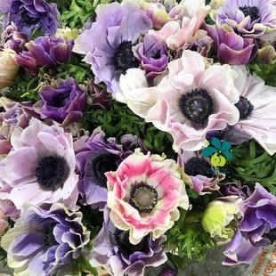 谢谢小花 多色多年生种球花卉球根耐寒阳台盆栽植物 意大利银莲花