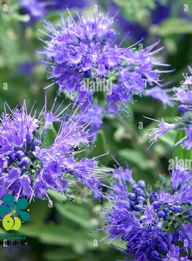 谢谢小花 蓝花莸 蓝色帝国 纯银 耐热耐寒 花量大 多年生盆栽植物