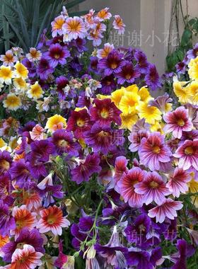 谢谢小花 智利喇叭花 大花美人襟 多色 耐寒草本庭院盆栽花卉植物