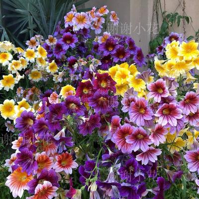 智利喇叭花春天开花量大植物