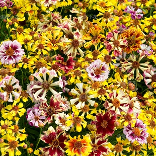 谢谢小花 金鸡菊 海贝壳 好养耐热爆花植物阳台花园易种植耐寒