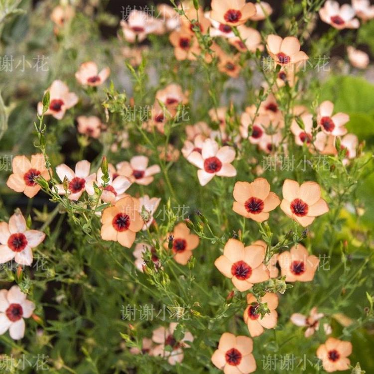 大花亚麻多色夏天开花好养植物