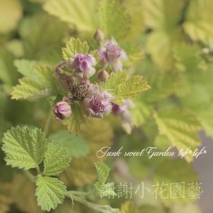 谢谢小花 金叶悬钩子 金叶茅莓常绿树莓浆果观叶观果耐寒盆栽植物