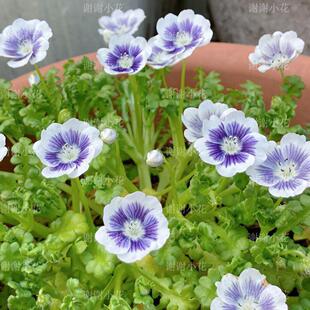 谢谢小花 新品 喜林草 蓝莓眼 盆栽植物耐寒地被花卉庭院阳台