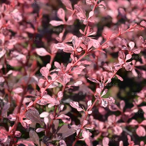谢谢小花灌木红花耐热观叶