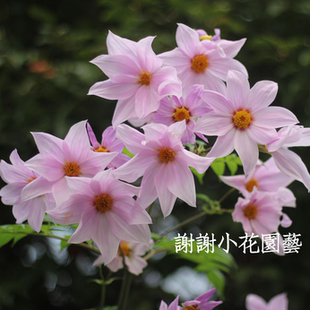 谢谢小花 帝王大丽花 树大丽 进口盆栽宿根植物 庭院花园花量大