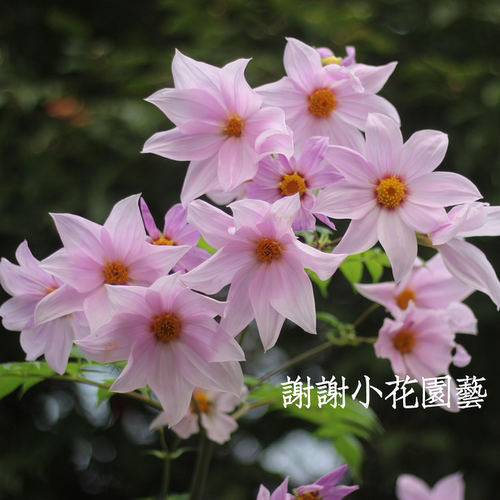帝王大丽花树大丽宿根多年生耐热