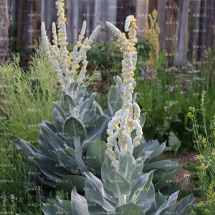 谢谢小花 银丝毛蕊花 银叶花卉线性观叶观花花园庭院耐寒盆栽植物
