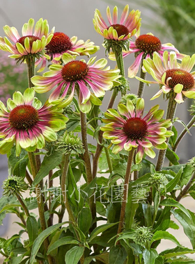谢谢小花 松果菊 绿色旋风 渐变 多年生耐热耐寒宿根花卉盆栽植物
