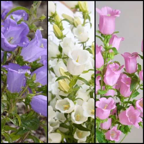 风铃花耐寒阳台花园春天开花植物