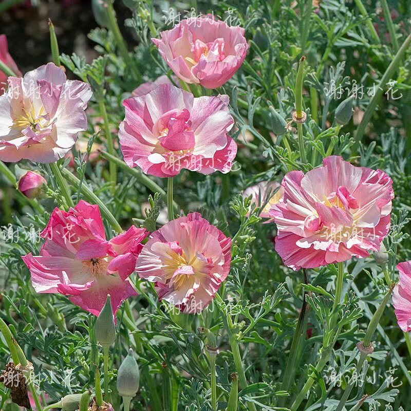 谢谢小花 花菱草 加州虞美人 多色 丰花耐寒阳台花卉盆栽切花植物