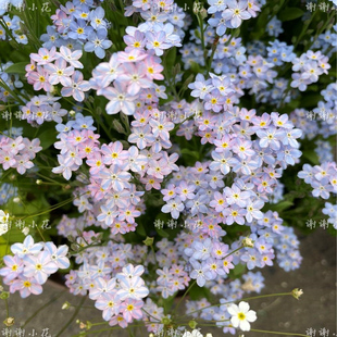 新品 梦境 爆花盆栽耐寒好养花园阳台盆栽植物 勿忘我 谢谢小花