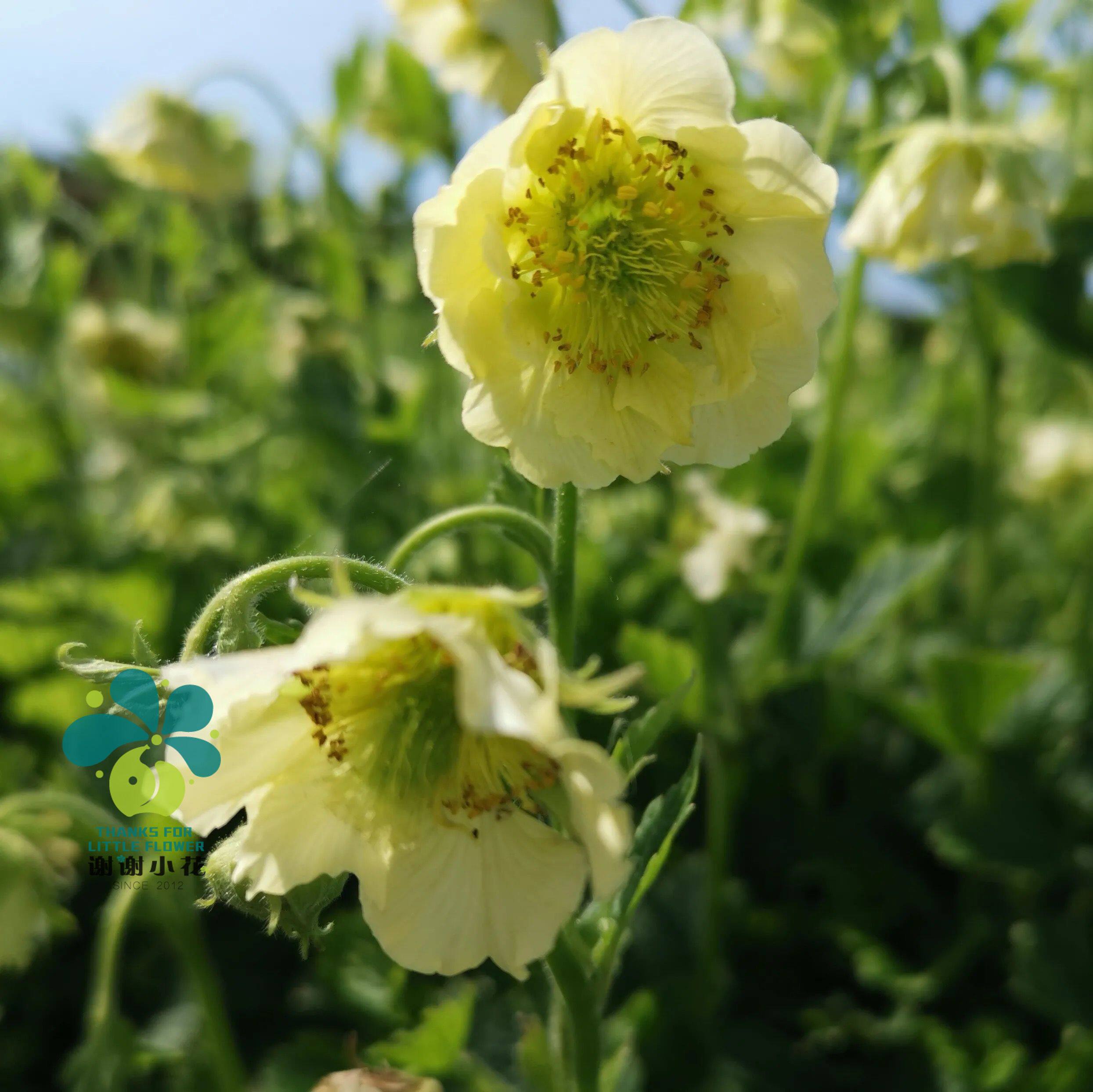 谢谢小花 水杨梅 魔咒故事 半重瓣多年生花卉耐热耐寒盆栽植物