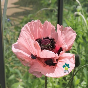 皇家婚礼等 多年生 耐热耐寒花卉盆栽植物 东方虞美人 谢谢小花