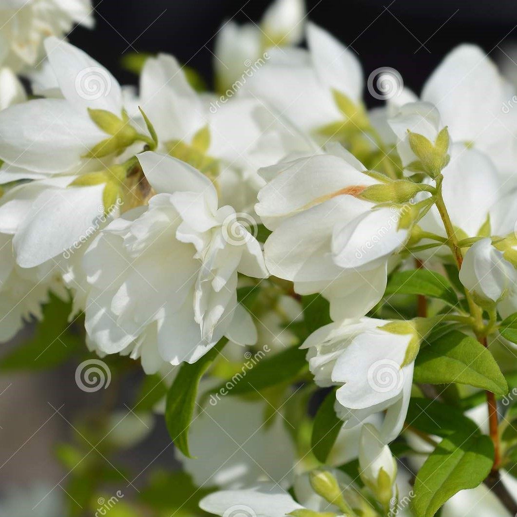 谢谢小花 纯真 重瓣欧洲山梅花多年生花灌木耐热耐寒带香盆栽植物