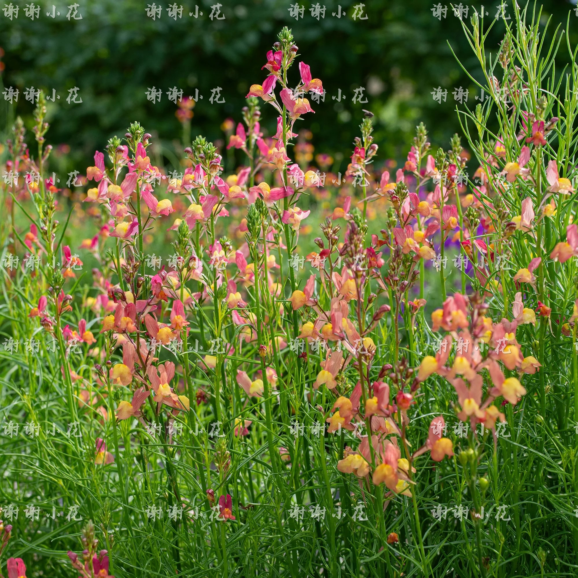 姬金鱼草柳川鱼耐寒爆花盆栽植物