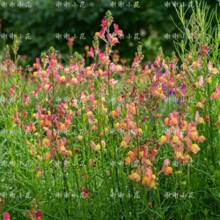 谢谢小花 姬金鱼草 柳穿鱼 蜜桃派 矮生耐寒阳台花园盆栽花卉植物