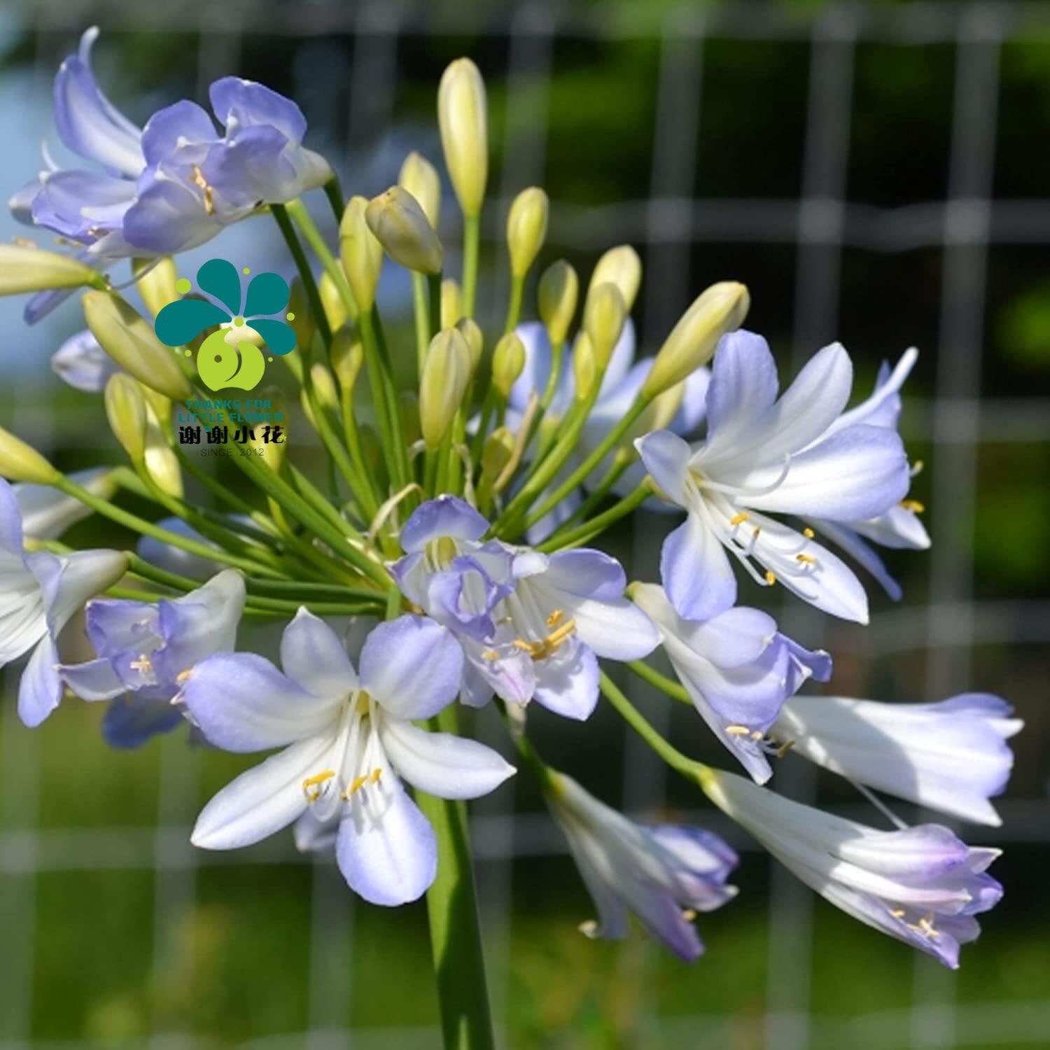 谢谢小花 常绿百子莲 银宝贝 多年生耐热耐寒 宿根花卉盆栽植物