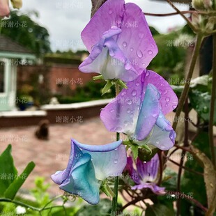芳香花园花卉 盆栽苗 耐寒爬藤攀援春天爆花植物 香豌豆 谢谢小花