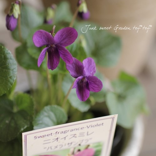 欧洲香堇菜好养耐寒花期长植物