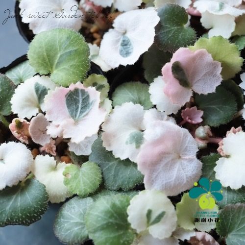 花叶虎耳草山野草盆栽植物