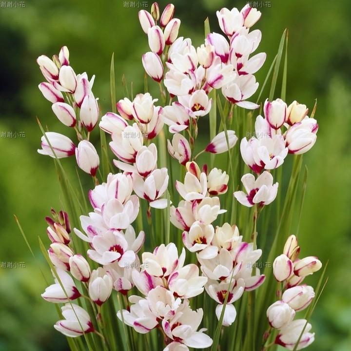 谢谢小花 玉米百合 谷鸢尾聚光灯多年生球根种球耐寒花卉盆栽植物