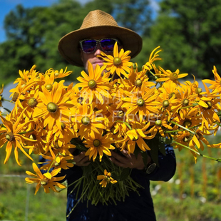 谢谢小花 新品金光菊爱尔兰眼睛 多年生花园耐热好养爆花盆栽植物