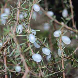 谢谢小花 蛋白石莓 多年生常绿灌木 可食用浆果耐热好养盆栽植物